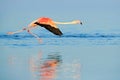 Lesser Flamingo, Phoeniconaias minor, flock of pink bird in the blue water. Wildlife scene from wild nature. Flock of flamingos Royalty Free Stock Photo