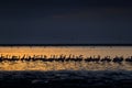 Lesser Flamingo, Phoeniconaias minor, flock of pink bird in the blue water. Wildlife scene from wild nature. Flock of flamingos Royalty Free Stock Photo