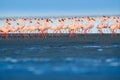 Lesser Flamingo, Phoeniconaias minor, flock of pink bird in the blue water. Wildlife scene from wild nature. Flock of flamingos Royalty Free Stock Photo