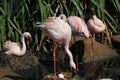 Lesser flamingo Phoeniconaias minor Royalty Free Stock Photo