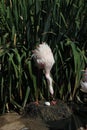 Lesser flamingo Phoeniconaias minor Royalty Free Stock Photo