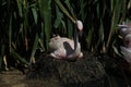 Lesser flamingo Phoeniconaias minor Royalty Free Stock Photo