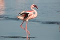 Lesser flamingo close up Phoeniconaias minor, Walvis bay, Namibia Royalty Free Stock Photo