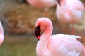 Lesser Flamingo Royalty Free Stock Photo