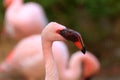 Lesser Flamingo Royalty Free Stock Photo