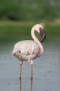 Lesser Flamingo Portrait - Phoeniconaias minor