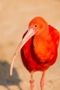 Lesser Flamingo Royalty Free Stock Photo