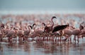Lesser Flamingo raising its wings Royalty Free Stock Photo