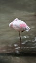 Lesser Flamingo Stands in Water Royalty Free Stock Photo