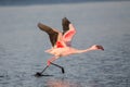 Lesser flamingo taking flight Phoeniconaias minor Royalty Free Stock Photo