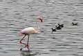 Lesser Flamingo wading in water Royalty Free Stock Photo