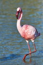 Lesser flamingo Royalty Free Stock Photo