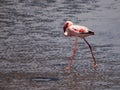 Lesser flamingo walks in shallow water