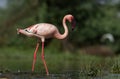 Lesser Flamingo with Water Droplets at Early Morning at Ahmedabad, Gujarat, India