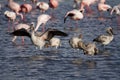 Lesser flamingo young, Lake Nakuru Royalty Free Stock Photo