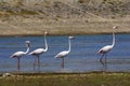 Lesser Flamingoes, Phoenicopterus minor Jawai Dam, Rajasthan, India