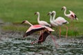 Lesser Flamingos