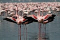 Lesser Flamingos