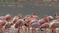 Lesser flamingos bathing at lake bogoria, kenya