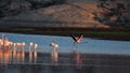 Lesser flamingos bathing their beautiful pink colour in the  morning glow of sun Royalty Free Stock Photo