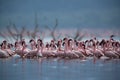 Lesser Flamingos at Bogoria lake  a eye level shot Royalty Free Stock Photo