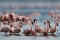 Lesser Flamingos at dawn, Bogoria lake