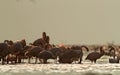 Lesser Flamingos during dawn, Lake Bagoria, kenya