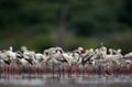 Lesser Flamingos, an eye level shot Royalty Free Stock Photo