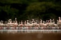 Lesser Flamingos, eye level shot Royalty Free Stock Photo