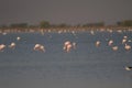 Lesser Flamingos Feeding