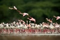Lesser Flamingos flamingos at Bogoria lake, an eye level shot