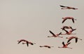 Lesser Flamingos on flight Royalty Free Stock Photo