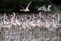 Lesser Flamingos in flock moving in Lake Bogoria