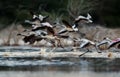 Lesser Flamingos Juvenile and adults taking flight Royalty Free Stock Photo