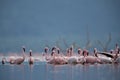 Lesser Flamingos at Lake Bagoria, a eye level shot
