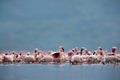 Lesser Flamingos at Lake Bogoria a eye level shot, Kenya Royalty Free Stock Photo