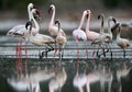 Lesser Flamingos, Lake Bogoria. An eye level shot Royalty Free Stock Photo