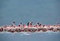 Lesser Flamingos at Lake Bogoria a ground level shot, Kenya Royalty Free Stock Photo
