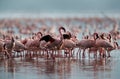 Lesser Flamingos, Kenya Royalty Free Stock Photo