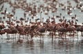 Lesser Flamingos at Lake bogoria Royalty Free Stock Photo