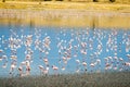 Lesser Flamingos at Lake Magadi in the Kenyan Rift Valley