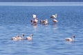 Lesser flamingos in Lake Nakuru, Kenya