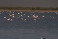 Lesser flamingos in LRK Royalty Free Stock Photo