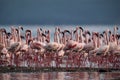 Lesser Flamingos moving at Bogoria Lake