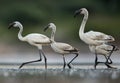 Lesser Flamingos moving in lake Bogoria, kenya