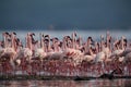 Lesser Flamingos moving in a mass Bogoria Lake