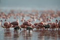 Lesser Flamingos preening Royalty Free Stock Photo