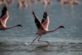 Lesser Flamingos taking flight at Lake Bagoria Royalty Free Stock Photo