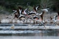 Lesser Flamingos taking flight at Lake Bogoria Royalty Free Stock Photo