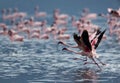 Lesser Flamingos taking flight Royalty Free Stock Photo